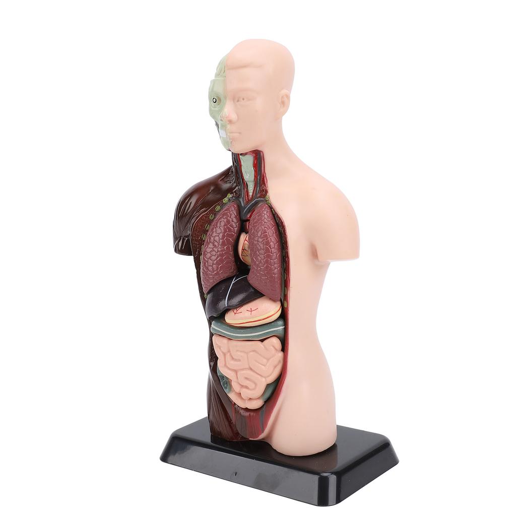 Model lidského těla, anatomie, fyziologie, struktura, orgány, vzdělávací sada pro vědeckou učebnu