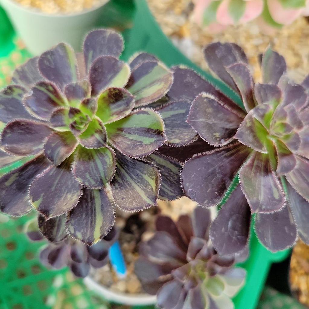 [USED] Big Bang Nishiki, Chameleon Nishiki, Aeo, Extra Large Clump, Uprooted Seedlings