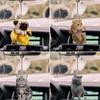 Car Interior Decor Car Hanging Ornament Animal Acrylic Pendant Cat Car Pendant Car Acrylic Pendant
