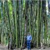 100 BAMBOO ARUNDINACEA SEEDS - FRESH SEEDS