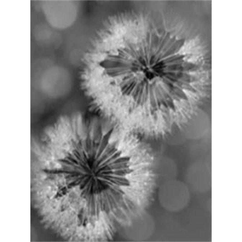 Diamantmalerei zum Selbermachen, Schwarz-Weiß-Pusteblume, Kreuzstich-Set, Mosaikkunst, Diamantmalerei, voller Kreis/Quadrat-Diamant, Heimdekoration