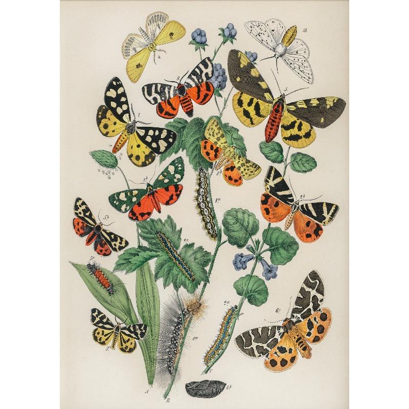 Butterfly Set of 6 Prints Poster Botanical Floral Poster Summer Insect Flower Canvas Painting Wall Art Nursery Room Home Decor