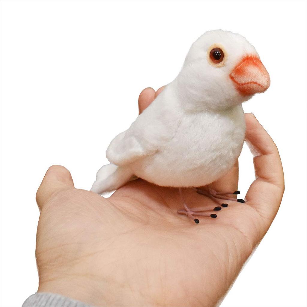 BH7244 HANSA White-winged Bunting 13