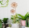 Dandelion Metal Wall Sculpture - Rustic Home Decor