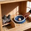 Bird Nesting Box With Plastic Incubator For Small Bird Breeding And Egg Incubation