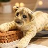 Mini Stuffed Toy Non-deforming Vivid Cartoon Funny Mascot Lion Leopard Tiger Plush Toy for Ornament