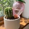 Water Conservation Succulent Plant Sprinkler Transparent Automatic Watering Device  Indoor Plants