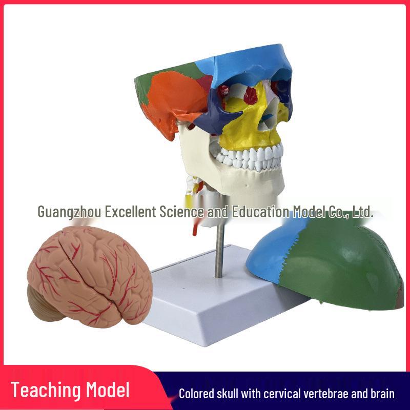 1:1 Human Skull and Cervical Vertebrae Model with Brain Anatomy