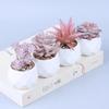 Pink Flocking Artificial Succulents Plants With Pot For Home Garden Decoration Fake Bonsai Flower Planta Artificial Accessories
