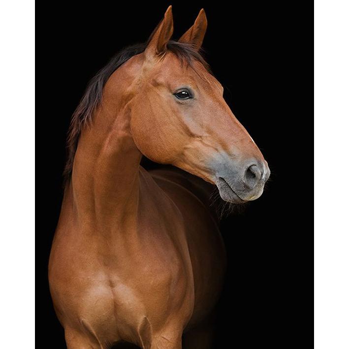 

5D DIY Алмазная картина, полная круглая вышивка крестом, ремесло, живопись, вышивка, ремесло, новое поступление, набор для домашнего декора со стразами 15x20CM