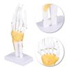 Hand Joint Skeleton Model Detachable Human Hand Teaching Model with Base