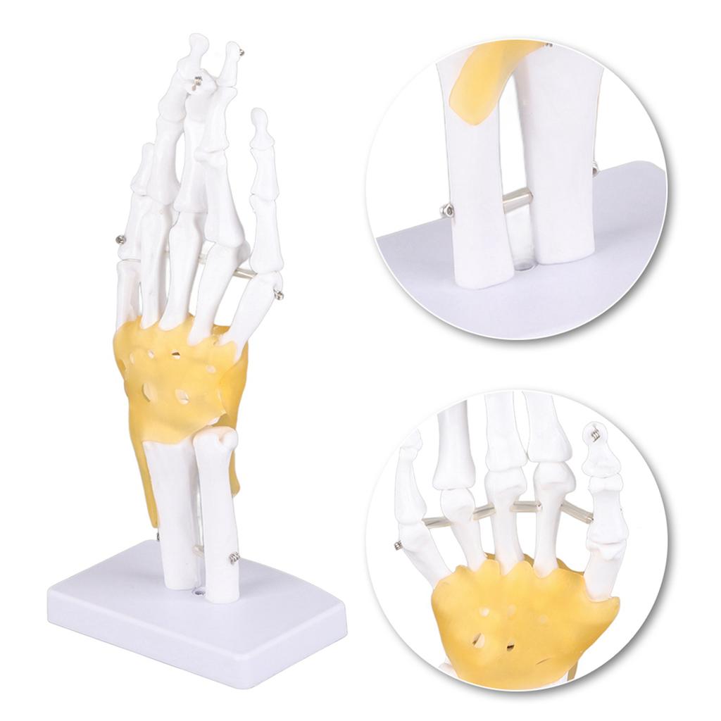 Hand Joint Skeleton Model Detachable Human Hand Teaching Model with Base
