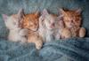 Puzzle da 1000 pezzi: I Gattini Più Carini