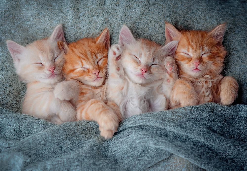 1000 Piece Puzzle: The Cutest Kittens