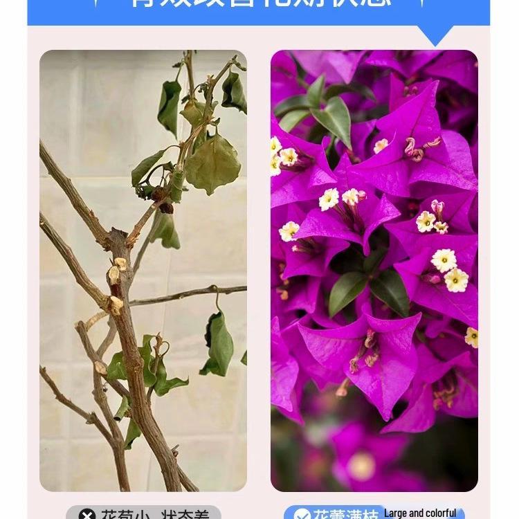 Bougainvillea Flowering Nutrient Solution: Enhances Bloom with Bone Meal Compound for Lush Growth.