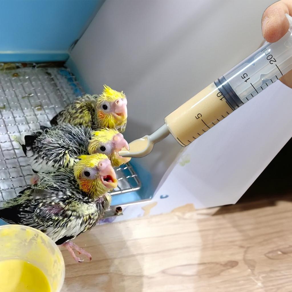 New Bird Parrot Feeder Spoon Pointed Baby Bird Milk Medicine Feeding Tools Baby Bird Feeding Spoon Feeding Pet Bird Supplies