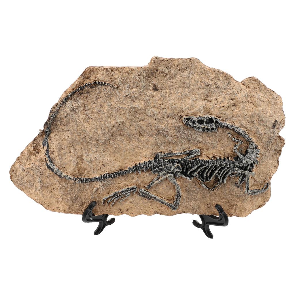 Dinosaur Fossil Statue 29x20.5x11.5cm Simulated Resin Dinosaur Skeleton Fossil Model for Home Study 