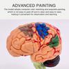 4DMaster 4D Human Anatomy Model Brain Structure Medical Puzzle Assembly Model for Education