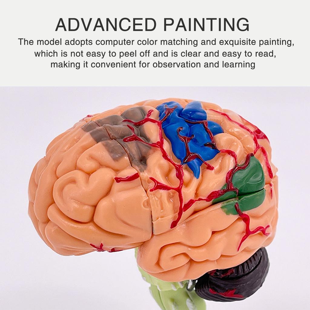 4DMaster 4D Human Anatomy Model Brain Structure Medical Puzzle Assembly Model for Education