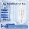 Human Skeleton with Muscle Coloring Model