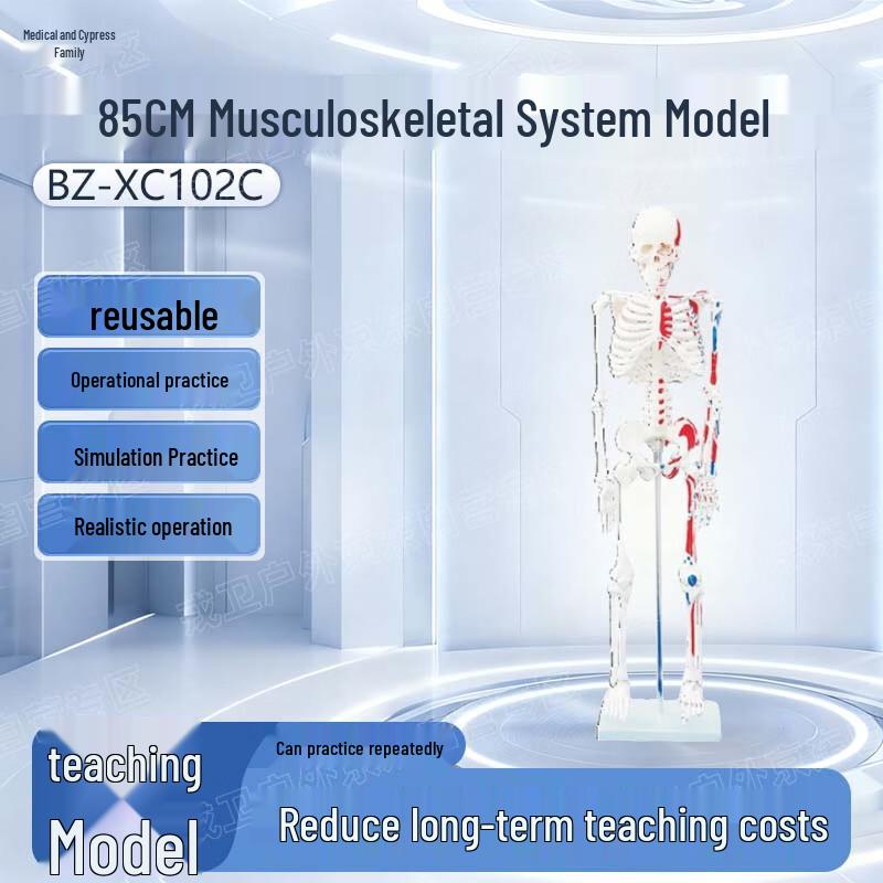 Human Skeleton with Muscle Coloring Model