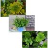 LUOZZY 3 PCS Simulated Green Plants Decor Artificial Four Leaf Clover Fake Plant Lifelike Fake Greenery Foliage for St. Patrick's Day Summer Garden