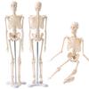 UPstore Mini Full Body Human Skeleton Model, 45cm 1/4 Scale Tabletop Model with 8 Movable Parts, Skull, Jaw, Shoulders, Elbows, Wrists, Hips, Knees, a