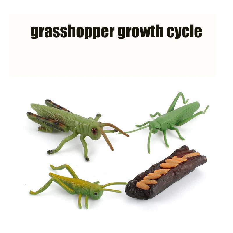 Доска «Жизненный цикл животных» Детские игрушки Монтессори Обучающие пособия Модель-набор «Цикл роста растений и животных» Дошкольные развивающие игрушки