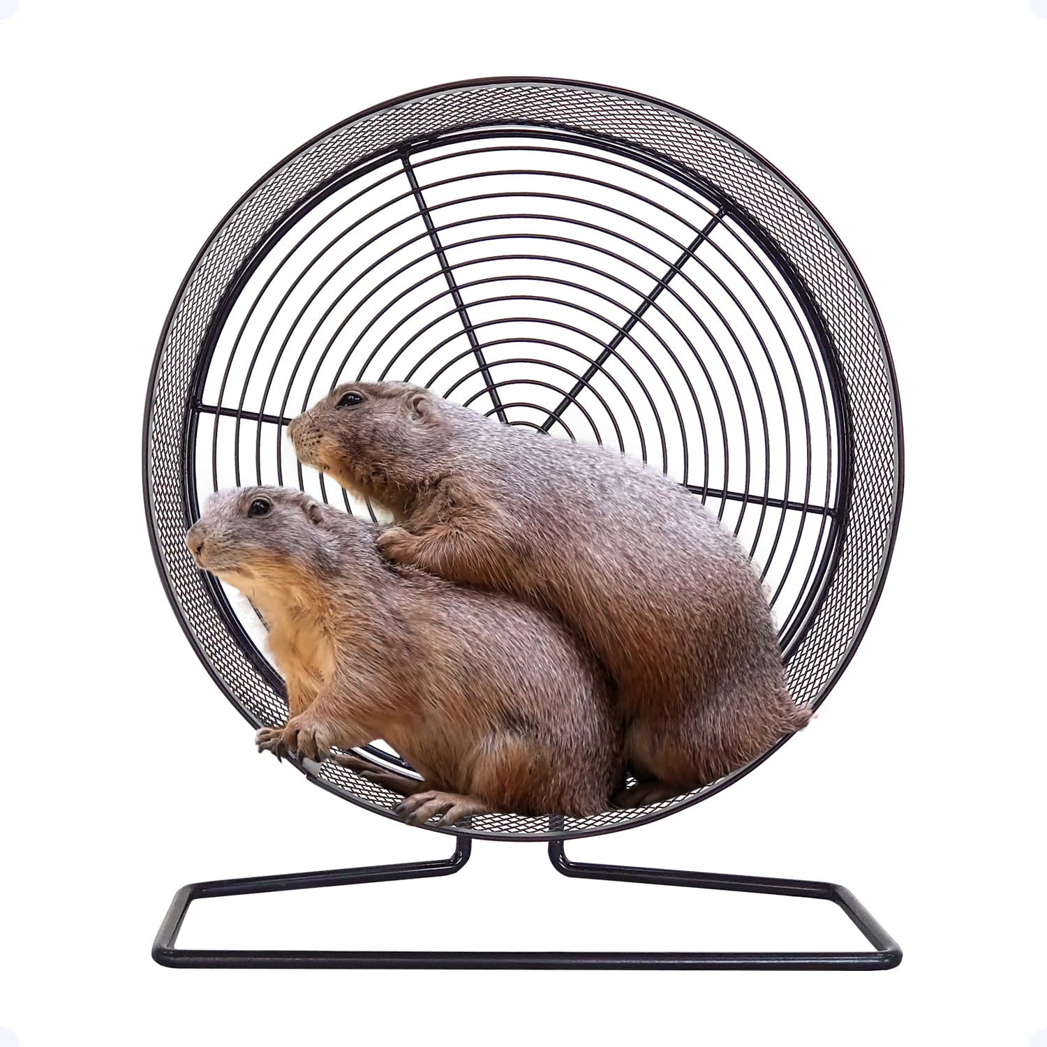 

Колесо для мелких животных Бескаркасное 32 см Бескаркасное колесо для мелких животных с клеткой-колесом Тихий и безопасный для луговых собачек и хорьков e-Mons [Металл 32] Ремень,