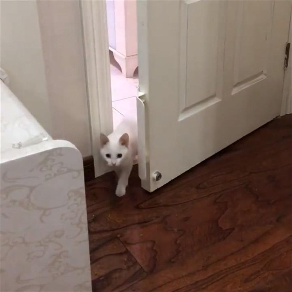 Pet Door Stopper Adjustable Door Strap Pet Gates Cat Door Free Access for Cats Dogs