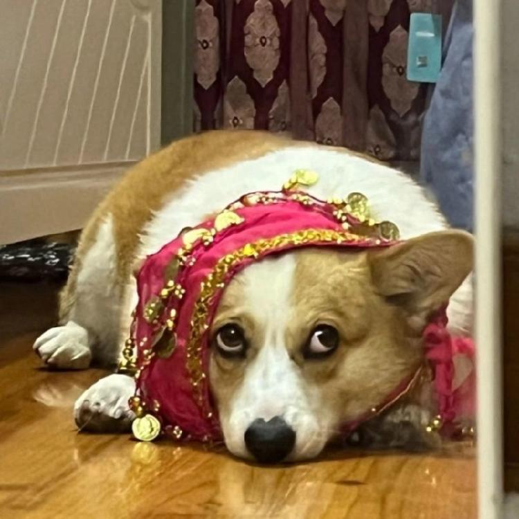 Glittering Corgy Party Belly Dance Skirt Sparkling Sequined Belly Dancing Costume Adjustable Belly Dance Dog Costume