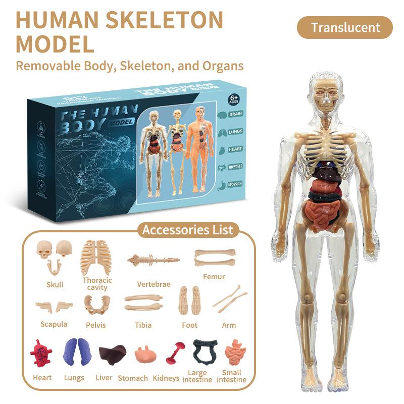 Детские анатомические игрушки Интерактивная модель человеческого тела, Сборная модель органов человеческого торса для детей, изучающих науку анатомию, Возраст 6+