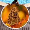 Cute Hedgehog Print Round Beach Towel, Absorbent Quick Dry Soft Sand Free Towel for Bathroom Pool Surf Travel Outdoor Meditation