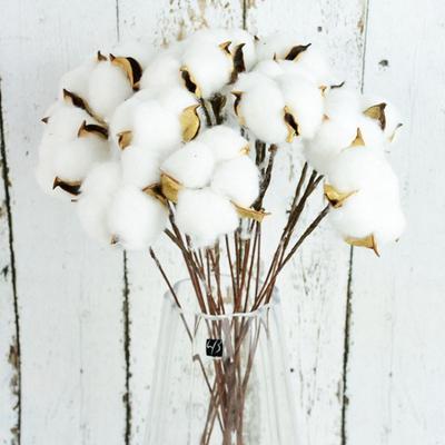 20 buc tulpini de bumbac Flori de bumbac natural Picături de bumbac uscate Ramă de flori uscate de fermă Display Umplutură-Mobilier Nuntă Home DIY Decoration