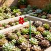 Weather Resistant Adjustable Solar Operated Flower Watering Sprinkler With Double Adapters And Ground Spikes for Garden