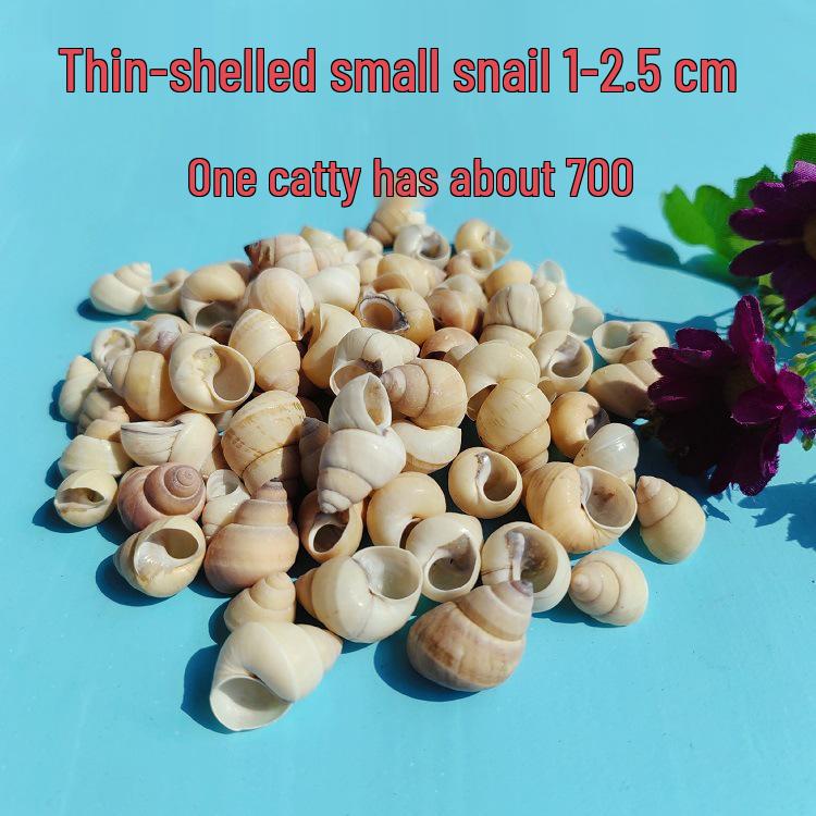 Conch Shells & Starfish for Hermit Crabs: Aquarium Decor & Drift Bottle Accessories