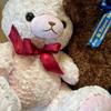 [USED] Teddy bear, Lovely bear, Rose bear, Teddy bear