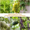 Durable Nylon Garden Climbing Net For Cucumber And Vegetables Heavy-Duty Support Easy To Install