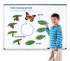 Magnetic Butterfly Development Cycle