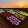 30pcs/set Plastic Simulated Flower Clusters 10~15mm*8mm Landscape Wargame Grass Tufts