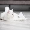 Katzen-Spielzeug mit starker Saugnapf, interaktiver Langeweile-Vertreiber, Stab-Spielzeug, Kreatives, Auffälliges Katzenspielzeug für Zuhause, Haustierbedarf