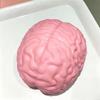 Slow Rising Brain Squishy Toy Moldable Big Brain Model Creative Fidget Toy  for Adults Kids