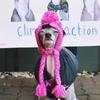 Pet Dog Winter Knitted Warm Hat Head Windproof Hat With Cute Wool Braids Outdoor Snow Protectio Warm Hat Pet Knitted Accessories