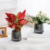 Self Watering Pots for Indoor Plants Small Plastic Planter Modern Wicking Flower Pot with Wick Rope And Reservoir for Violets Ocean