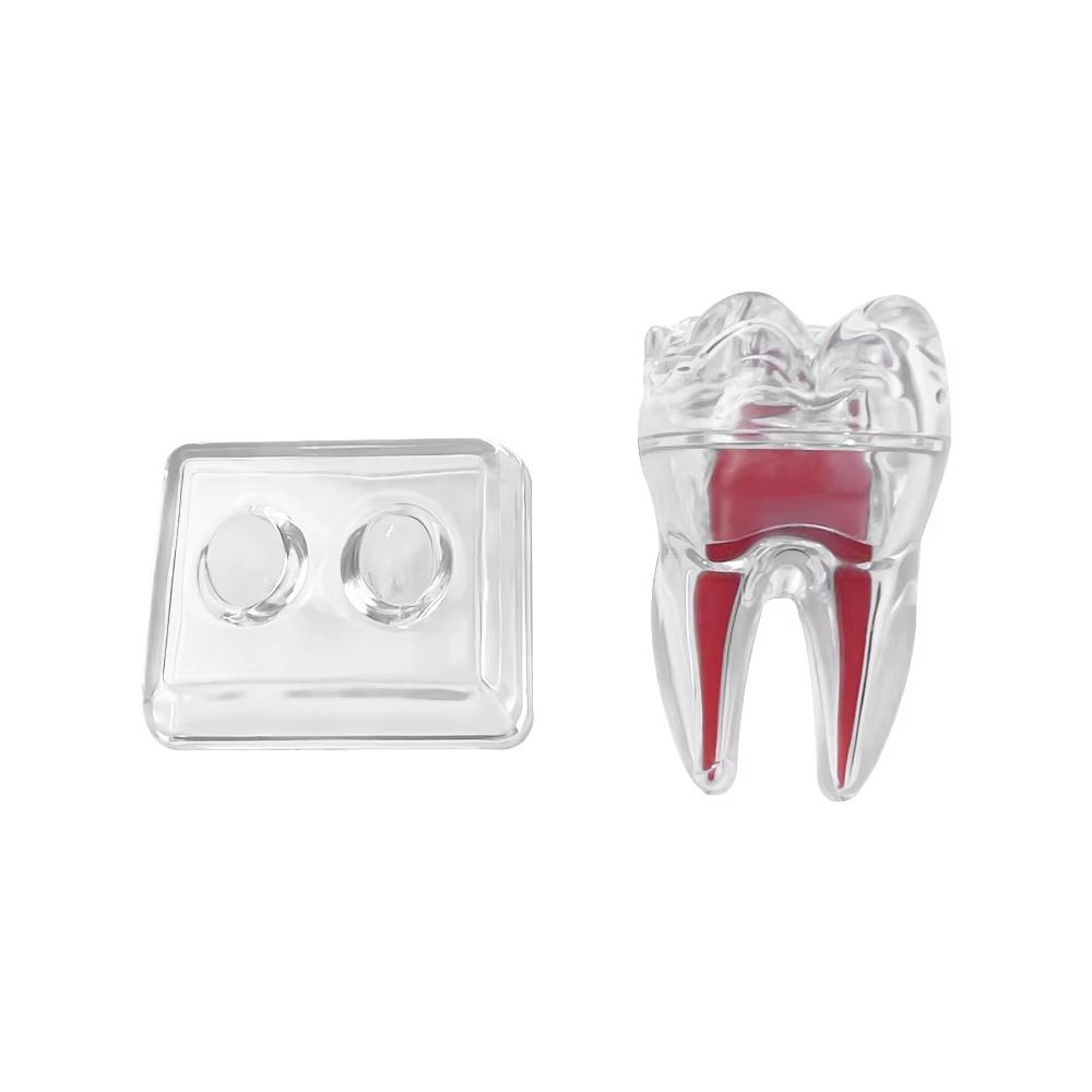 With Base Decomposable Dental Teeth Model Tooth Disintegration Ornaments  Practice Studying Tool