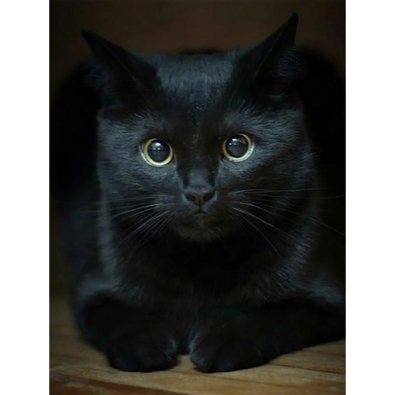 

5D DIY Алмазная картина Полный квадратный/круглый дрель Темный кот Алмазная вышивка Наборы для вышивки крестом Домашний декор Подарок Round 30x40cm серый