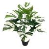 Nordic Style Variegated Monstera: Potted Plant for Home & Garden Decor