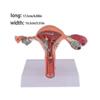 Female Uterus Structure Biological Models Educational Experiment o