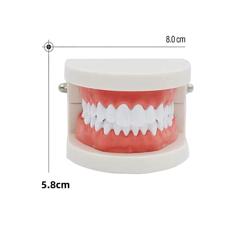 Early Childhood Education Brushing Model Oral Teaching Tooth Model Large Simulation Tooth Model Montessori Teaching Tool