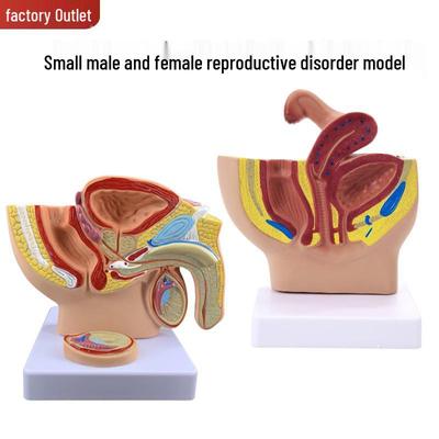 Mini Male and Female Pelvis Anatomical Model for Family Planning Demo
